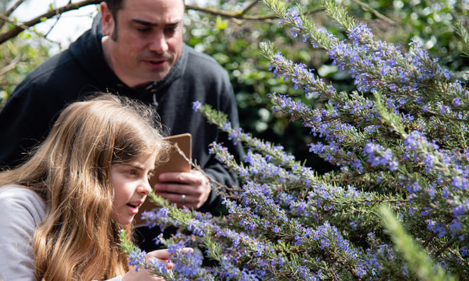 Observing Pollinators